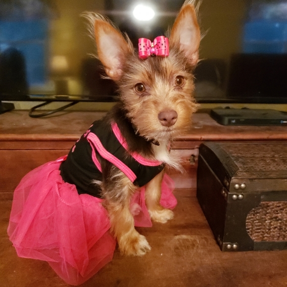 Meet your Posher, Joanna - Picture 4 of 10